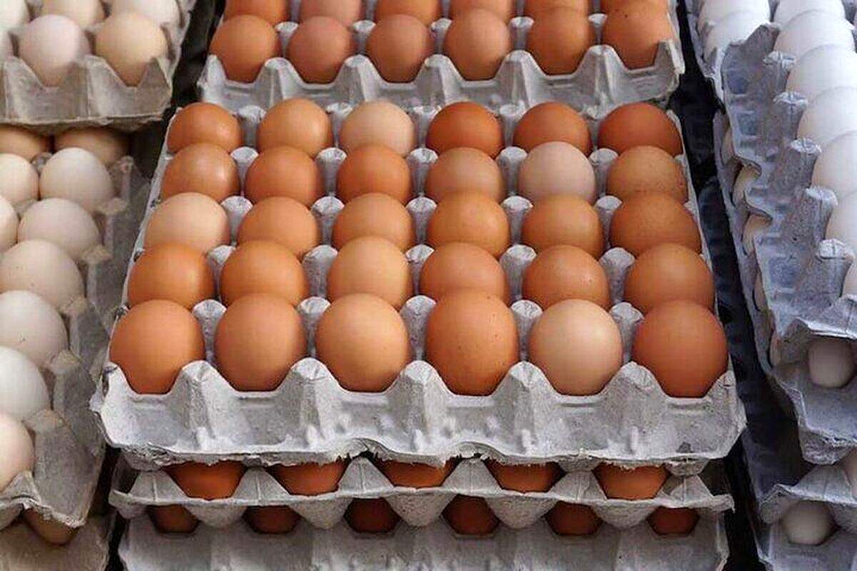 قیمت جدید تخم مرغ امروز ۲۳ بهمن ۱۴۰۴/ تخم مرغ دانه‌ای و شانه‌ای چند؟