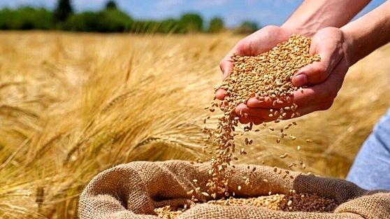 چرا جوانه گندم راز جوانی است؟